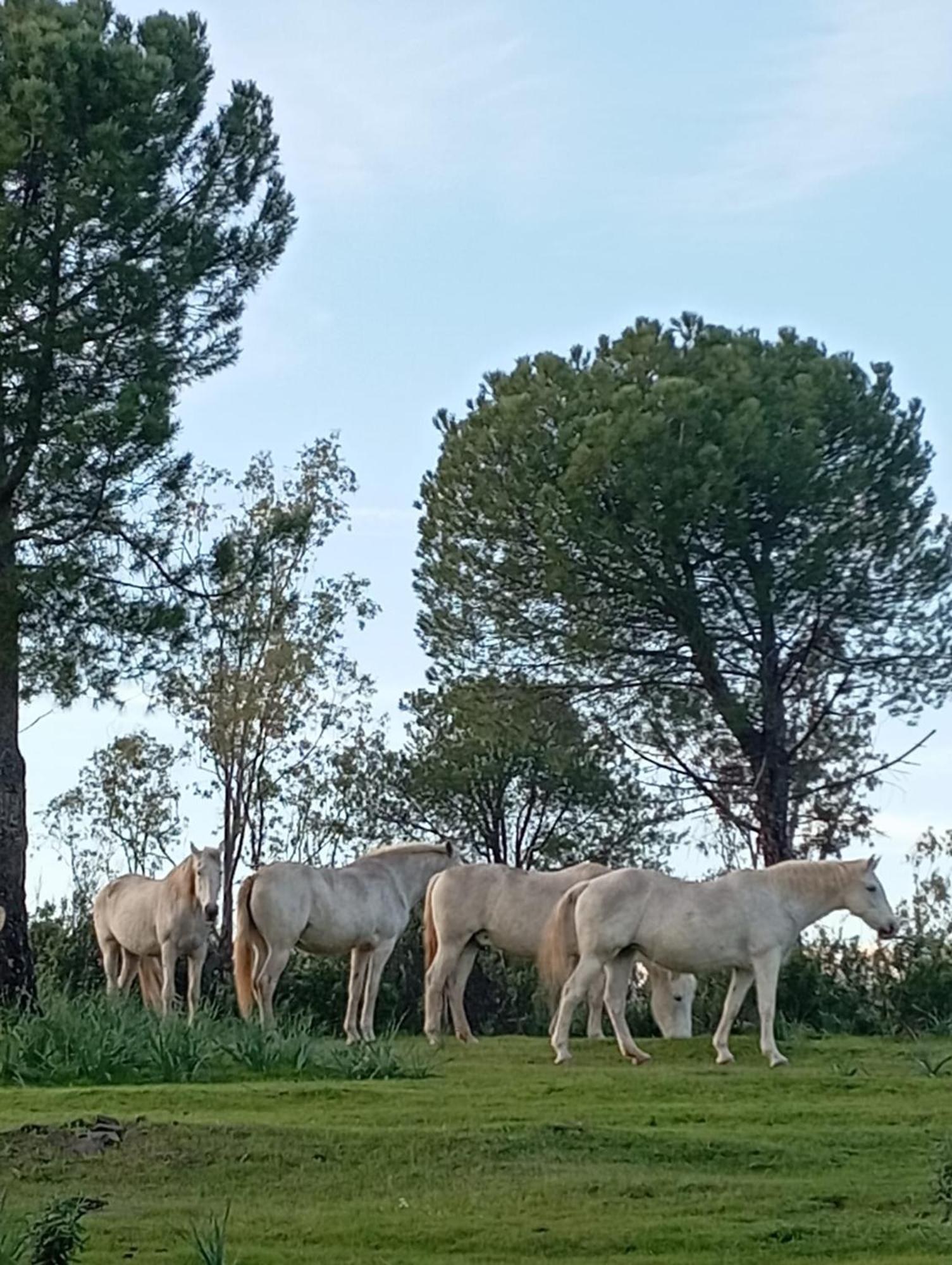 La Casa Del Paseo *